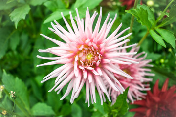 Summer flower from a bulb. Salom cactus dahlia flower. Dahlia flower closeup photo