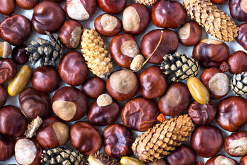 Autumn background with chestnuts, cones, acorns, rowan
