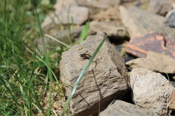 Natur und Insekten