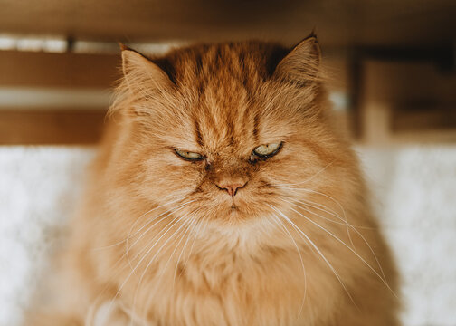 Grumpy cat