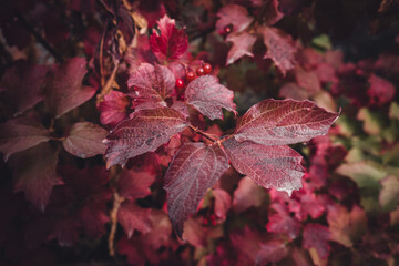 branch with red small berries on a background of red leaves. different shades of red. autumn foliage. predominant red.