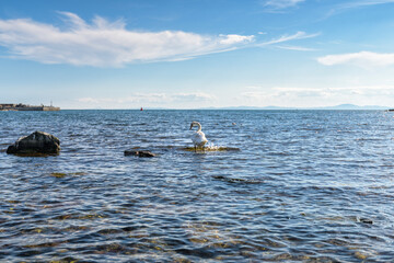 Swan in the sea