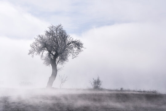 Tree With fog In Winter