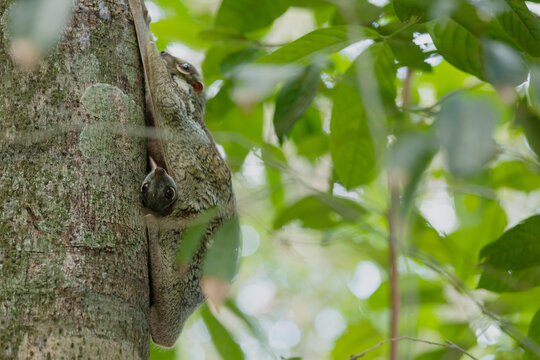 Flying Lemur Langkawi