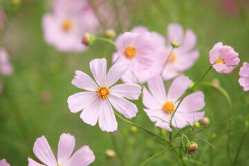 コスモス