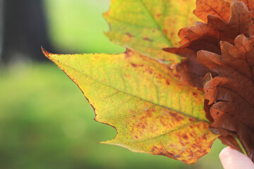 Close up of a bouquet of autumn leaves