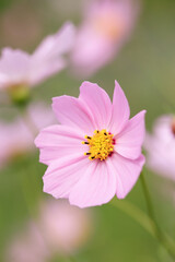 Obraz premium コスモス