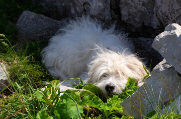 Coton de Tulear dog breed