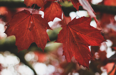 Red maple leaves during the fall season