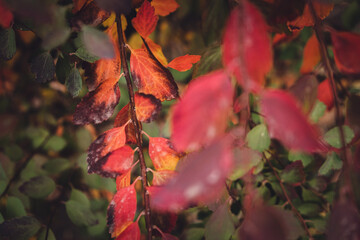 branch of a tree with red-orange foliage. fall. the background is blurred. close-up