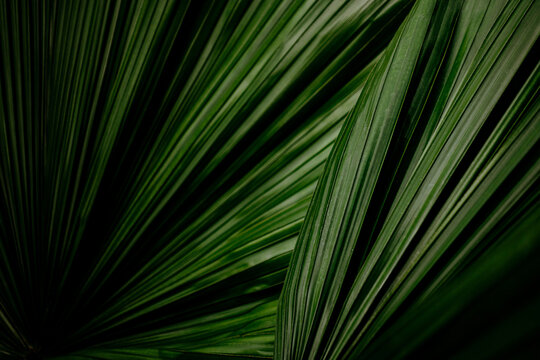 Fototapeta Palm leaves