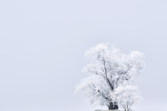 Tree With Frozen Branches In Winter