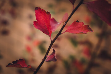branch of a tree with red-orange foliage. fall. the background is blurred. close-up