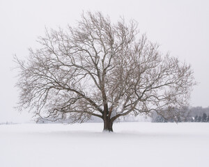 An old barren live oak tree isolated in a farmer's snow covered field stands majestically as more snow is falling.