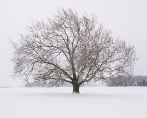 Fototapeta premium An old barren live oak tree isolated in a farmer's snow covered field stands majestically as more snow is falling.