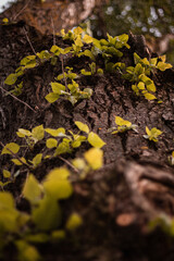 green blooming