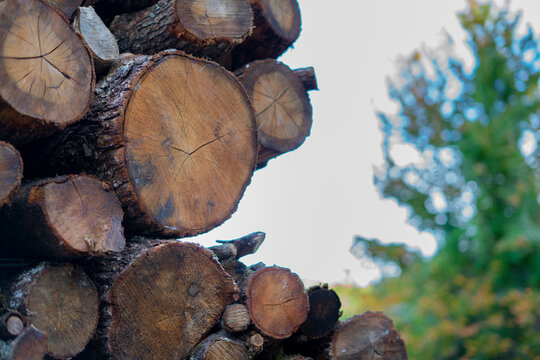 Big pile of wooden logs, holm oak, typical tree of central Sardinia