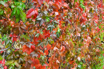 autumn leaves background