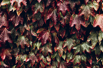 Bright red leaves of wild grapes or ivy leaves on brick wall. Fall season, autumn background concept