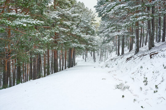 A Tree Line On A Hazy Winter Morning