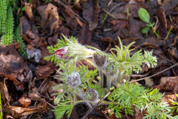 Die Gewöhnliche Kuhschelle (Pulsatilla vulgaris, auch Gewöhnliche Küchenschelle genannt, ist eine Pflanzenart in der Familie der Hahnenfußgewächse (Ranunculaceae). 