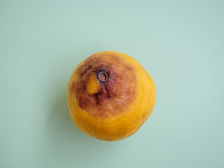 One rotten lemon on a green background. Old citrus long past the sell by date. Stage of decay with...