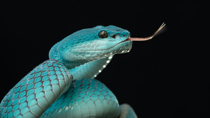 Trimeresurus Insularis
