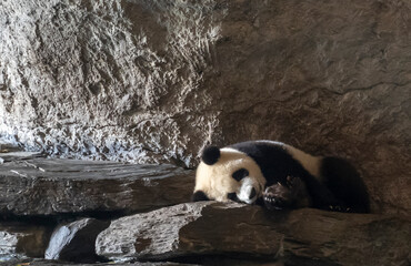 Fototapeta na wymiar Giant panda sleeping in the rock