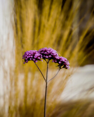 Fiori