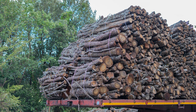 Big pile of wooden logs, holm oak, typical tree of central Sardinia