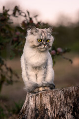 Naklejka na ściany i meble Playful grey groomed persian chinchilla cat with green eyes sitting on a tree stump outside in the forest at sunset.