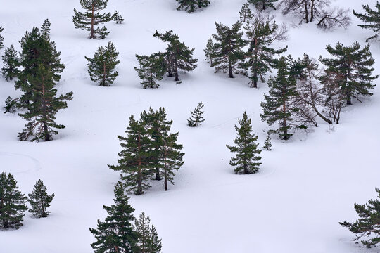 Mountain White Snow