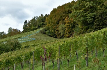 Fototapeta na wymiar A vineyard growing on a sunny slope in town Weinfelden in Switzerland. There are various sorts of vines planted for production of different sorts of wine. Winemakers produce usually more wine sorts.