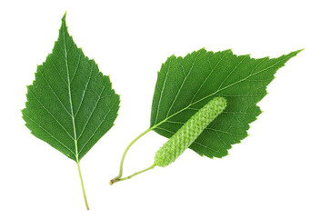 Young branch of birch with buds and leaves isolated on a white background. Birch leaves. Herbarium.