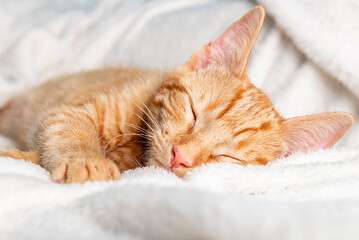 Fototapeta na wymiar Cute little ginger kitten sleeps on its back on white soft blanket