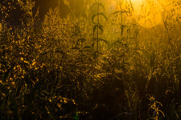 the sun's rays break through the lush grass. thick morning fog