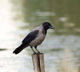 A crow sits on a bar