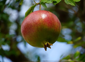 Juicy autumn fruit, healthy red ripe pomegranate