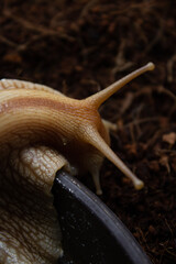 Isolated close-up photos of the Achatina snail