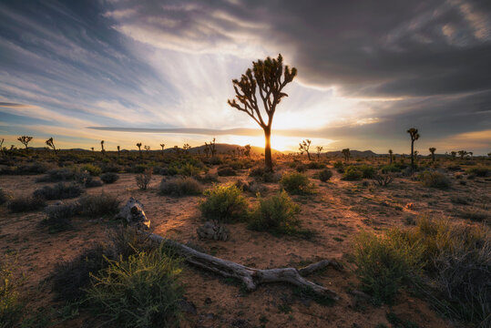 Sunset at Joshua Tree National Park