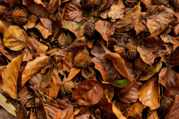 Autmn leaves 