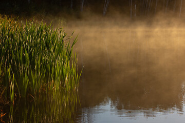 Mystical fog above the water surface on a forest lake in the rays of the golden rising sun. Green reeds in the rays of the morning fabulous dawn