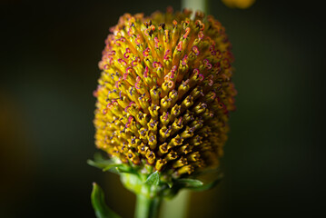 close up of a flower
