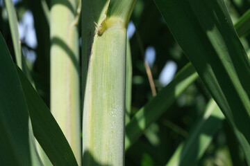 Obraz premium サトウキビ