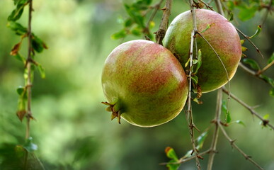 Two organic and natural ripe pomegranate fruits on the branch