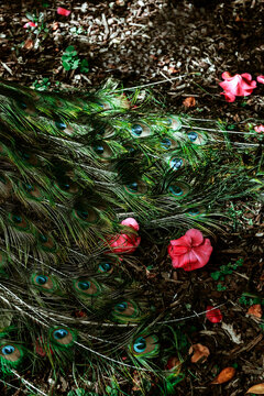 Peacock feather
