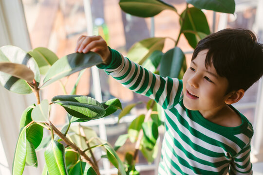 Little kid with house plant