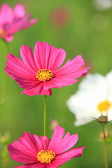 Fototapeta premium コスモス
