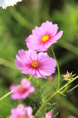 コスモス