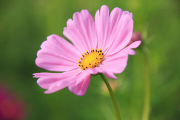 Fototapeta premium コスモス